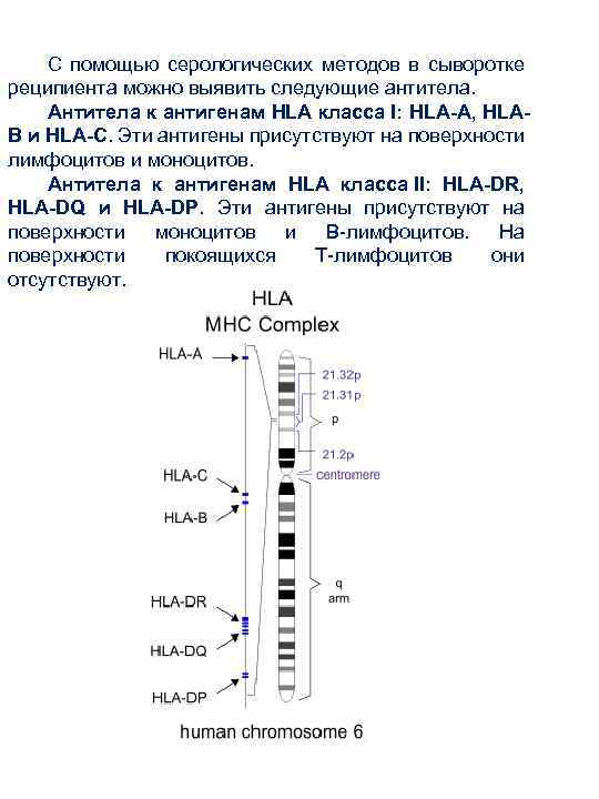 С помощью серологических методов в сыворотке реципиента можно выявить следующие антитела. Антитела к антигенам