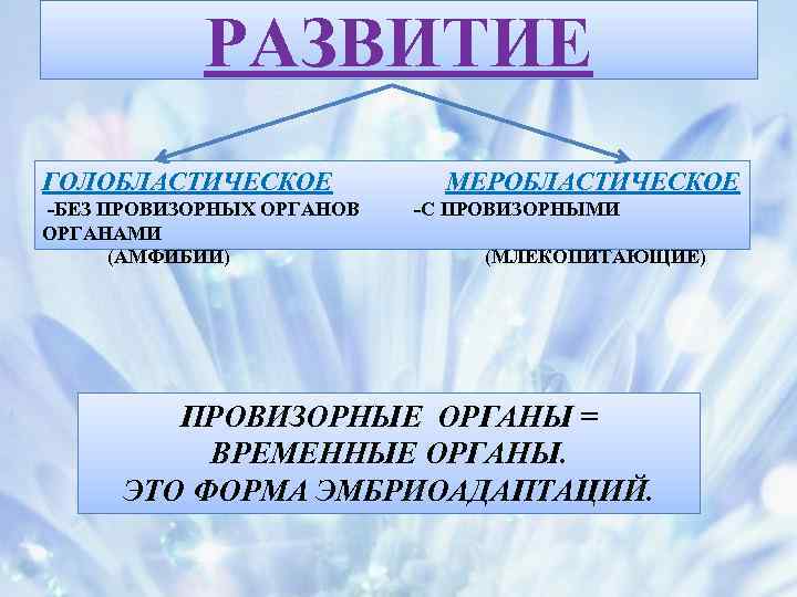 РАЗВИТИЕ ГОЛОБЛАСТИЧЕСКОЕ -БЕЗ ПРОВИЗОРНЫХ ОРГАНОВ ОРГАНАМИ (АМФИБИИ) МЕРОБЛАСТИЧЕСКОЕ -С ПРОВИЗОРНЫМИ (МЛЕКОПИТАЮЩИЕ) ПРОВИЗОРНЫЕ ОРГАНЫ =