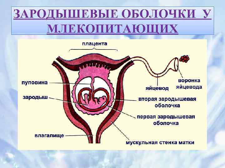 ЗАРОДЫШЕВЫЕ ОБОЛОЧКИ У МЛЕКОПИТАЮЩИХ 