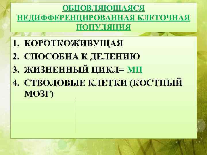 ОБНОВЛЯЮЩАЯСЯ НЕДИФФЕРЕНЦИРОВАННАЯ КЛЕТОЧНАЯ ПОПУЛЯЦИЯ 1. 2. 3. 4. КОРОТКОЖИВУЩАЯ СПОСОБНА К ДЕЛЕНИЮ ЖИЗНЕННЫЙ ЦИКЛ=