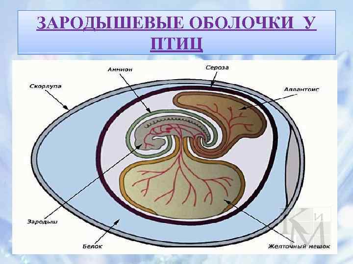 Зародышевый диск в яйце функции. Оболочки зародыша амниот. Зародышевые оболочки яйца птицы. Строение зародыша анамний. Аллантоис анамнии.