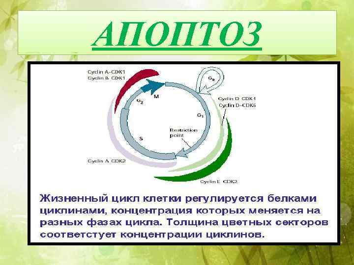 Что такое клеточный или жизненный цикл клетки