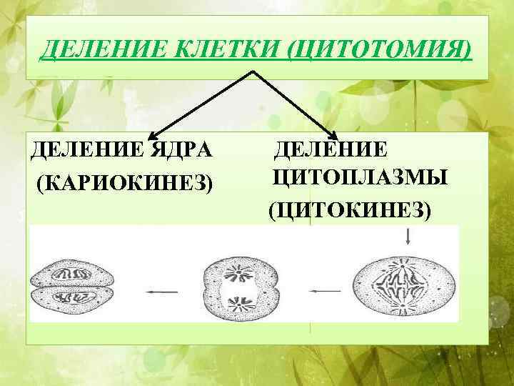 ДЕЛЕНИЕ КЛЕТКИ (ЦИТОТОМИЯ) ДЕЛЕНИЕ ЯДРА (КАРИОКИНЕЗ) ДЕЛЕНИЕ ЦИТОПЛАЗМЫ (ЦИТОКИНЕЗ) 