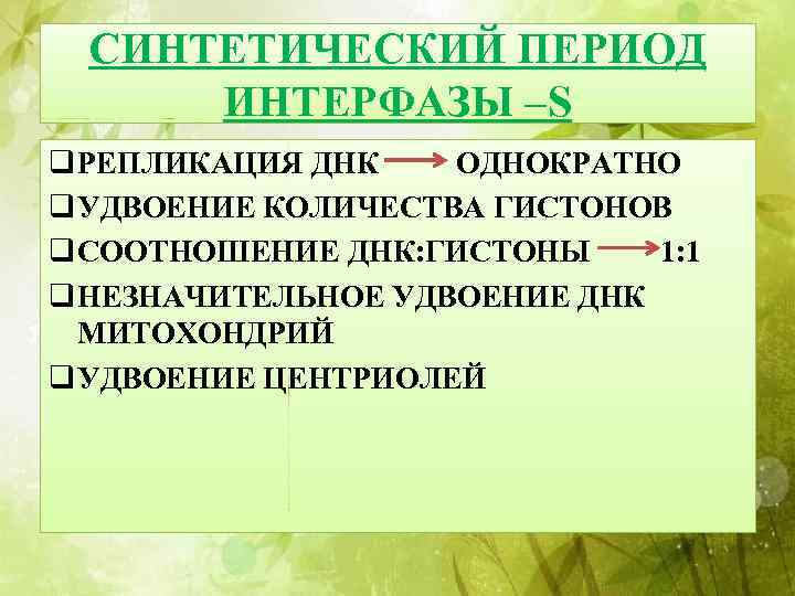 Синтетический период. Синтетический этап интерфазы. Синтетический период интерфазы. Синтетический период (s‑интерфаза). Синтетический период клетки.