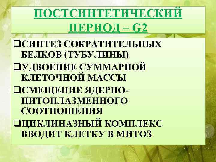 ПОСТСИНТЕТИЧЕСКИЙ ПЕРИОД – G 2 q. СИНТЕЗ СОКРАТИТЕЛЬНЫХ БЕЛКОВ (ТУБУЛИНЫ) q. УДВОЕНИЕ СУММАРНОЙ КЛЕТОЧНОЙ