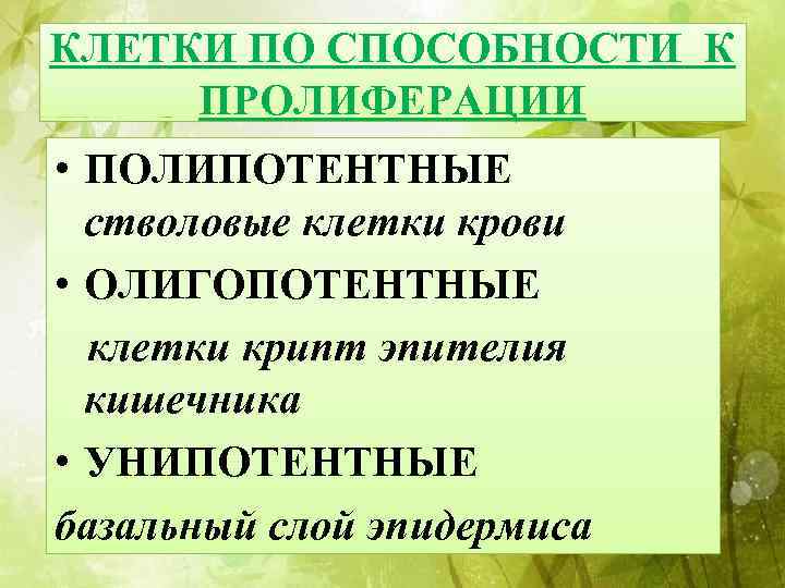 КЛЕТКИ ПО СПОСОБНОСТИ К ПРОЛИФЕРАЦИИ • ПОЛИПОТЕНТНЫЕ стволовые клетки крови • ОЛИГОПОТЕНТНЫЕ клетки крипт