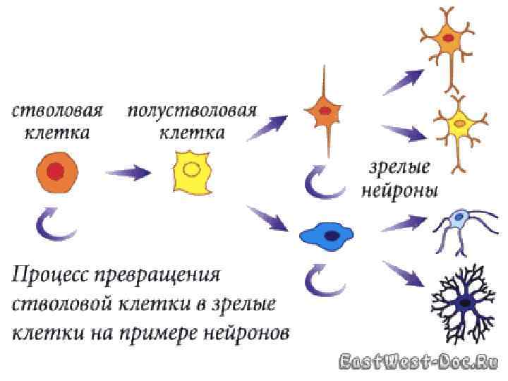 Жизненная клетка. Жизненный цикл стволовой клетки. Превращение стволовых клеток. Процесс превращения стволовой клетки. Стволовые и полустволовые клетки.