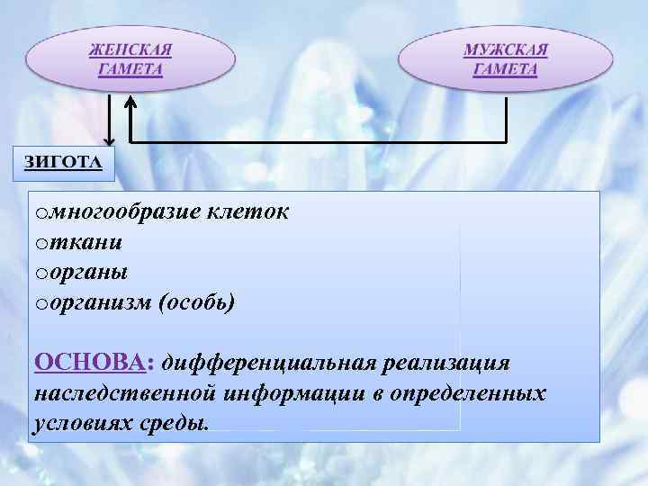 oмногообразие клеток oткани oорганы oорганизм (особь) ОСНОВА: дифференциальная реализация наследственной информации в определенных условиях