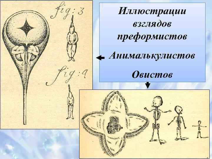 Иллюстрации взглядов преформистов Анималькулистов Овистов 