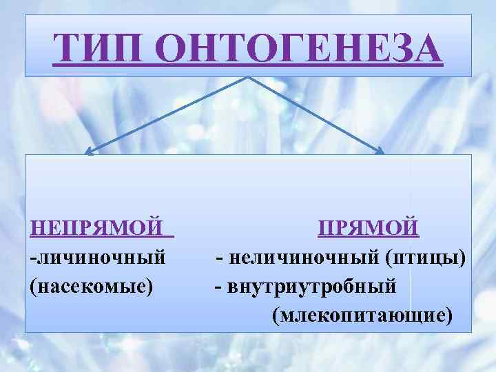 ТИП ОНТОГЕНЕЗА НЕПРЯМОЙ -личиночный (насекомые) ПРЯМОЙ - неличиночный (птицы) - внутриутробный (млекопитающие) 