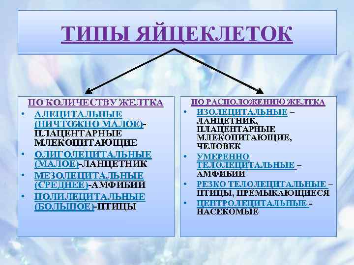 ТИПЫ ЯЙЦЕКЛЕТОК • • ПО КОЛИЧЕСТВУ ЖЕЛТКА АЛЕЦИТАЛЬНЫЕ (НИЧТОЖНО МАЛОЕ)ПЛАЦЕНТАРНЫЕ МЛЕКОПИТАЮЩИЕ ОЛИГОЛЕЦИТАЛЬНЫЕ (МАЛОЕ)-ЛАНЦЕТНИК МЕЗОЛЕЦИТАЛЬНЫЕ