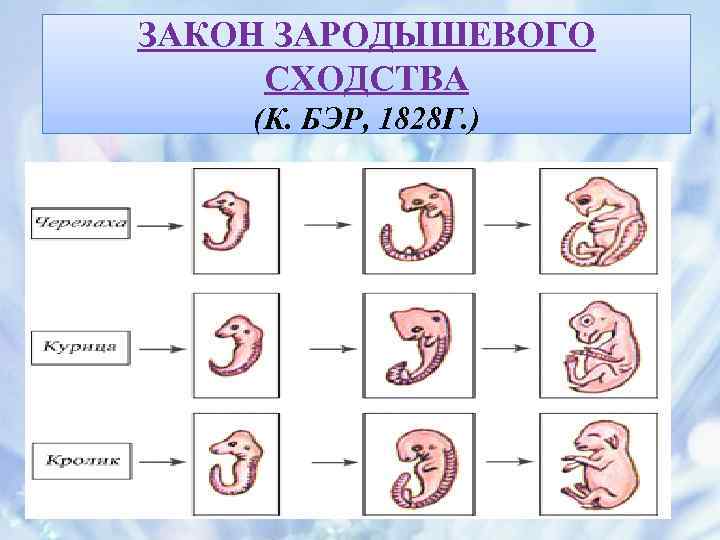 ЗАКОН ЗАРОДЫШЕВОГО СХОДСТВА (К. БЭР, 1828 Г. ) 