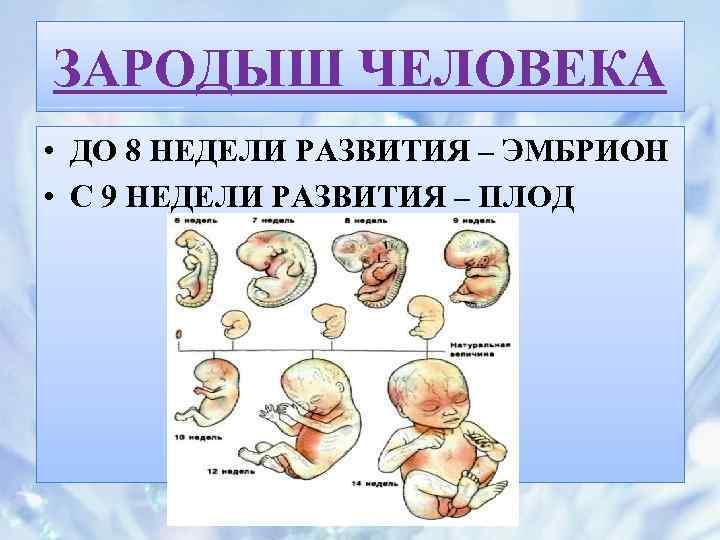 Развитие плода. Развитие зародыша человека. Эмбрион человека 8 недель. 8 Недель эмбрионального развития. Циклы развития зародыша.