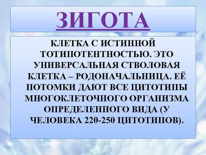 ЗИГОТА КЛЕТКА С ИСТИННОЙ ТОТИПОТЕНТНОСТЬЮ. ЭТО УНИВЕРСАЛЬНАЯ СТВОЛОВАЯ КЛЕТКА – РОДОНАЧАЛЬНИЦА. ЕЁ ПОТОМКИ ДАЮТ