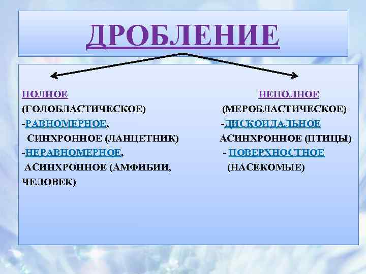 ДРОБЛЕНИЕ ПОЛНОЕ (ГОЛОБЛАСТИЧЕСКОЕ) -РАВНОМЕРНОЕ, СИНХРОННОЕ (ЛАНЦЕТНИК) -НЕРАВНОМЕРНОЕ, АСИНХРОННОЕ (АМФИБИИ, ЧЕЛОВЕК) НЕПОЛНОЕ (МЕРОБЛАСТИЧЕСКОЕ) -ДИСКОИДАЛЬНОЕ АСИНХРОННОЕ