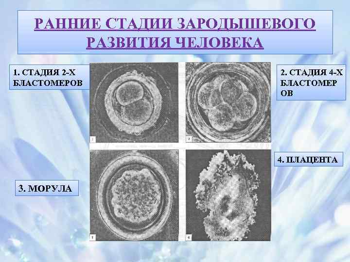 РАННИЕ СТАДИИ ЗАРОДЫШЕВОГО РАЗВИТИЯ ЧЕЛОВЕКА 1. СТАДИЯ 2 -Х БЛАСТОМЕРОВ 2. СТАДИЯ 4 -Х