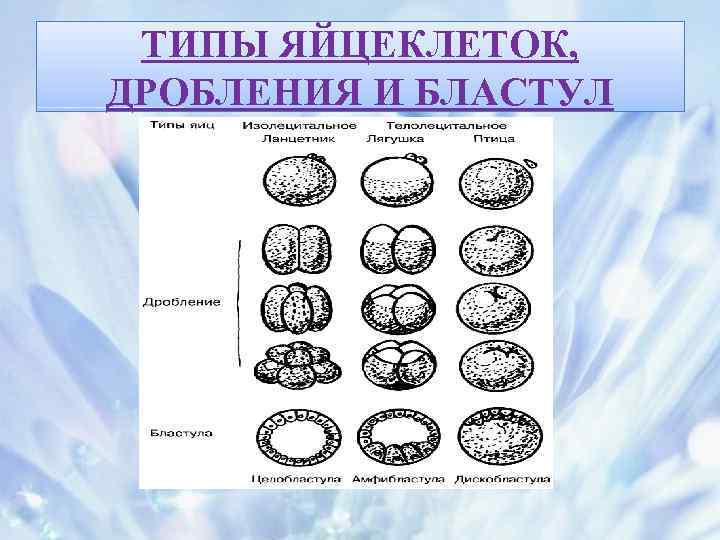 Виды дробления. Алецитальные яйцеклетки Тип бластулы. Типы дробления и типы бластул. Строение яйцеклеток и типы дробления. Типы яйцеклеток дробления и бластул.