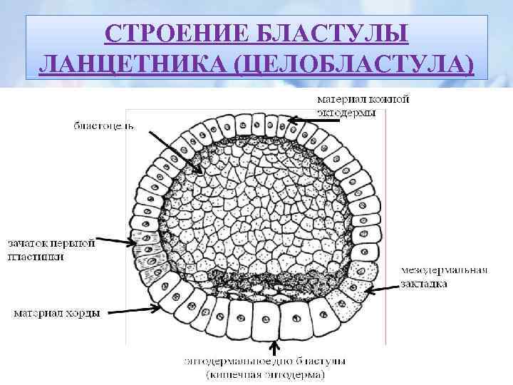 Зародышевые клетки бластулы