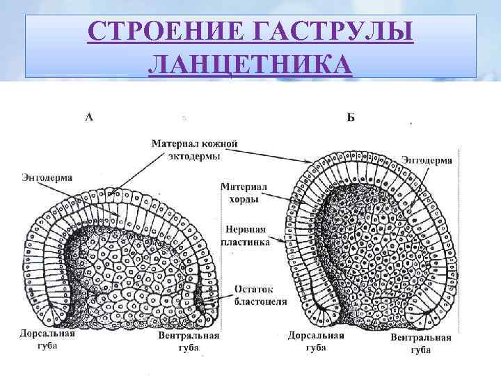 СТРОЕНИЕ ГАСТРУЛЫ ЛАНЦЕТНИКА 