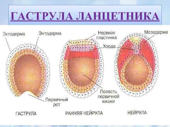 Наружный слой клеток зародыша на стадии гаструлы