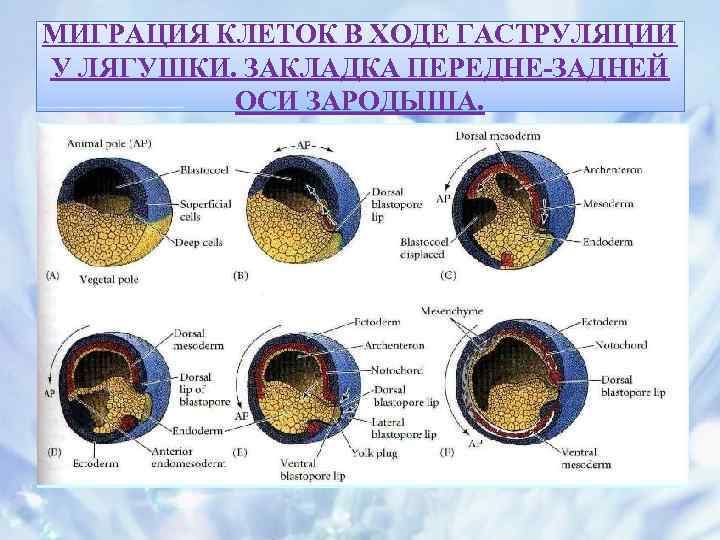 Оси зародыша. Миграция клеток в гаструляции. Охарактеризуйте миграцию клеток. Миграция клеток пример.