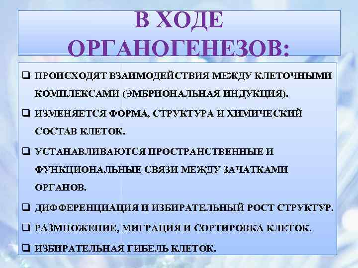 В ХОДЕ ОРГАНОГЕНЕЗОВ: q ПРОИСХОДЯТ ВЗАИМОДЕЙСТВИЯ МЕЖДУ КЛЕТОЧНЫМИ КОМПЛЕКСАМИ (ЭМБРИОНАЛЬНАЯ ИНДУКЦИЯ). q ИЗМЕНЯЕТСЯ ФОРМА,