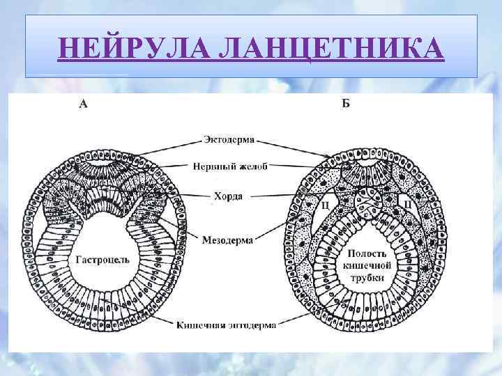 НЕЙРУЛА ЛАНЦЕТНИКА 