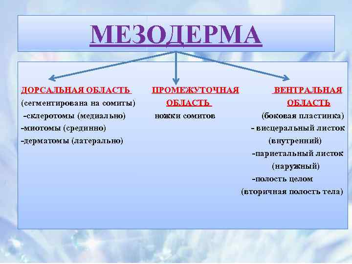 МЕЗОДЕРМА ДОРСАЛЬНАЯ ОБЛАСТЬ (сегментирована на сомиты) -склеротомы (медиально) -миотомы (срединно) -дерматомы (латерально) ПРОМЕЖУТОЧНАЯ ОБЛАСТЬ