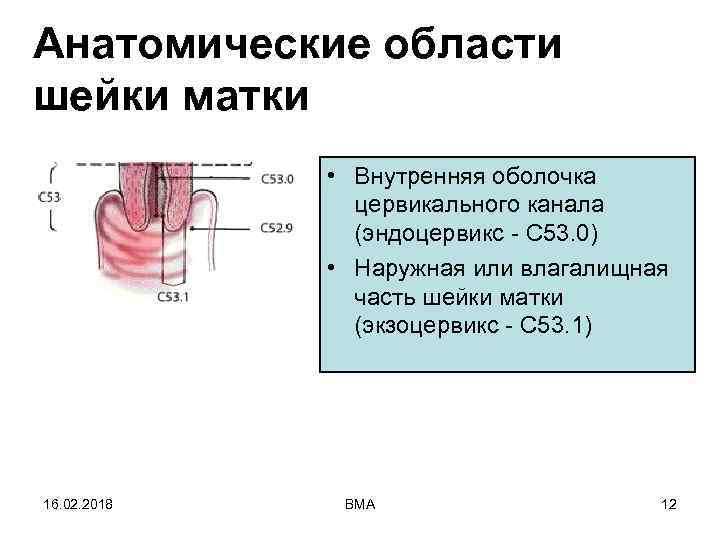 Анатомические области шейки матки • Внутренняя оболочка цервикального канала (эндоцервикс - С 53. 0)