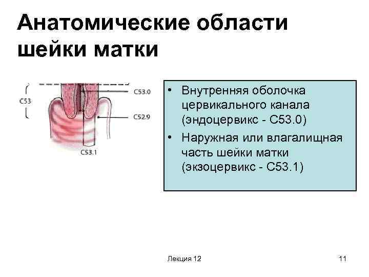 Анатомические области шейки матки • Внутренняя оболочка цервикального канала (эндоцервикс - С 53. 0)