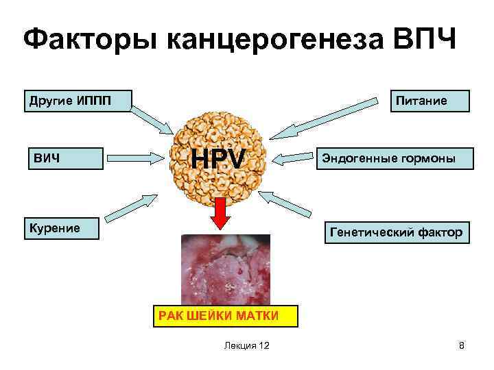 Факторы канцерогенеза ВПЧ Другие ИППП ВИЧ Питание HPV Курение Эндогенные гормоны Генетический фактор РАК