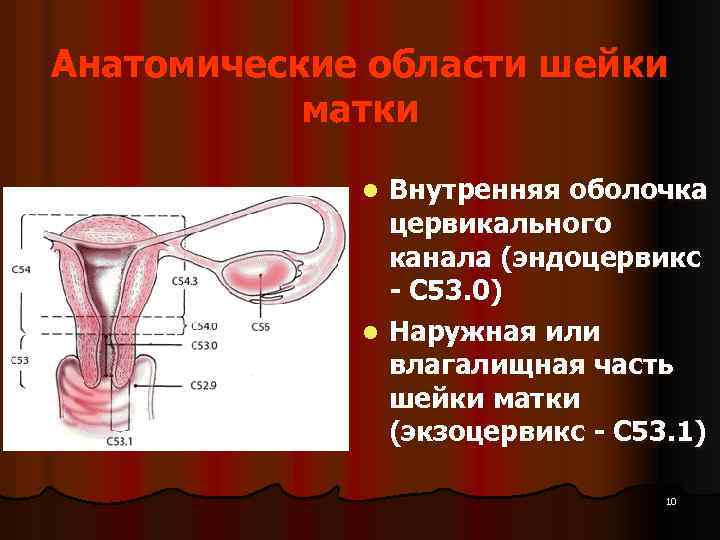 Анатомические области шейки матки Внутренняя оболочка цервикального канала (эндоцервикс - С 53. 0) l