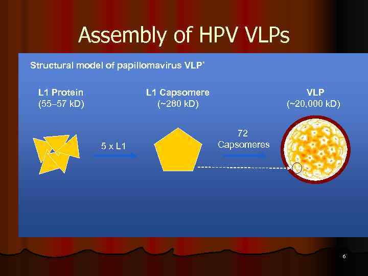 Assembly of HPV VLPs Structural model of papillomavirus VLP* L 1 Protein (55– 57