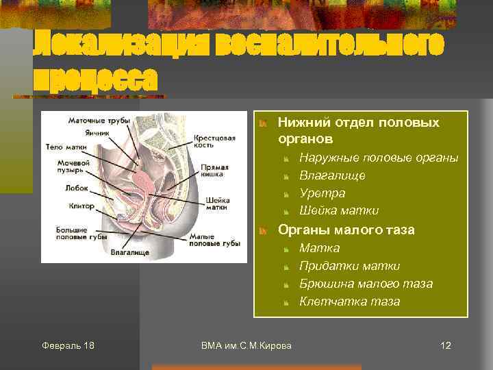 Локализация воспалительного процесса Нижний отдел половых органов Наружные половые органы Влагалище Уретра Шейка матки