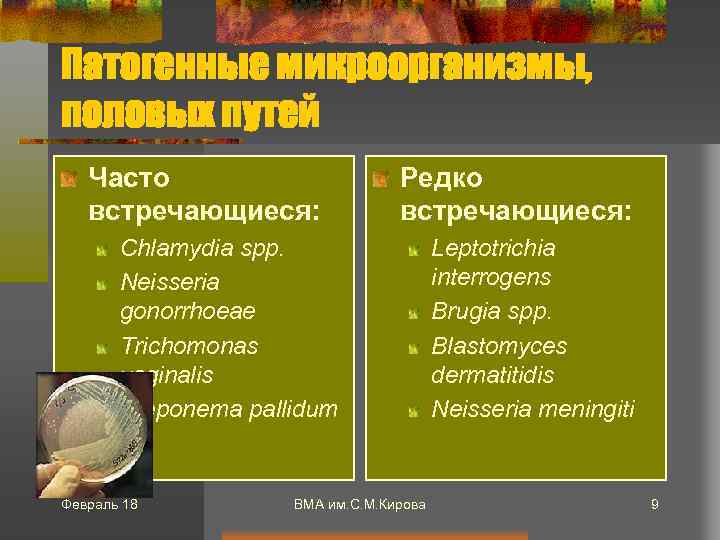 Патогенные микроорганизмы, половых путей Часто встречающиеся: Редко встречающиеся: Chlamydia spp. Neisseria gonorrhoeae Trichomonas vaginalis
