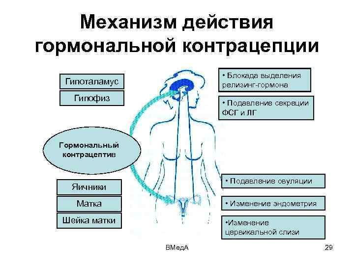 Механизм действия гормональной контрацепции • Блокада выделения релизинг-гормона Гипоталамус Гипофиз • Подавление секреции ФСГ