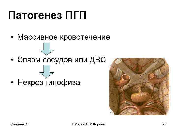 Патогенез ПГП • Массивное кровотечение • Спазм сосудов или ДВС • Некроз гипофиза Февраль