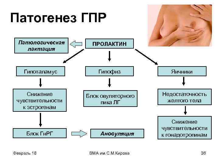 Патогенез ГПР Патологическая лактация ПРОЛАКТИН Гипоталамус Гипофиз Снижение чувствительности к эстрогенам Блок овуляторного пика