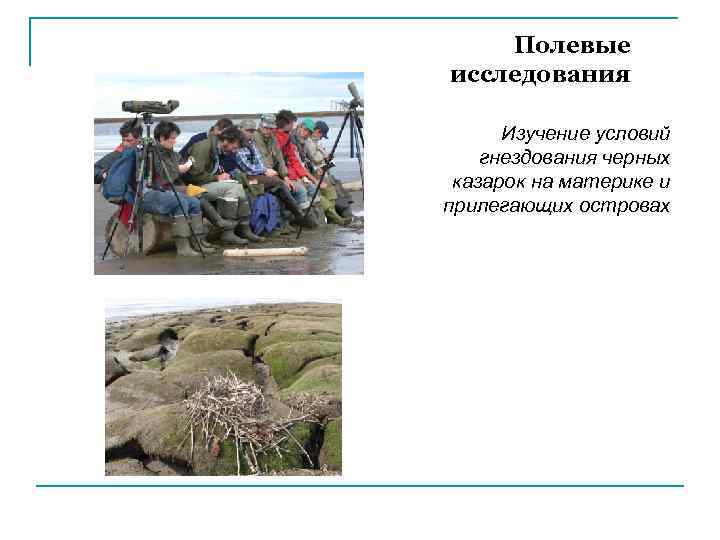 Полевые исследования Изучение условий гнездования черных казарок на материке и прилегающих островах 