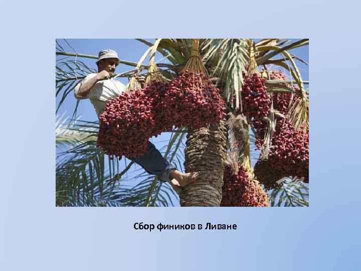 Сбор фиников в Ливане 