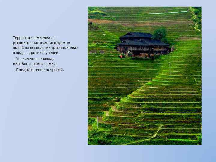 Террасное земледелие — расположение культивируемых полей на нескольких уровнях холма, в виде широких ступеней.