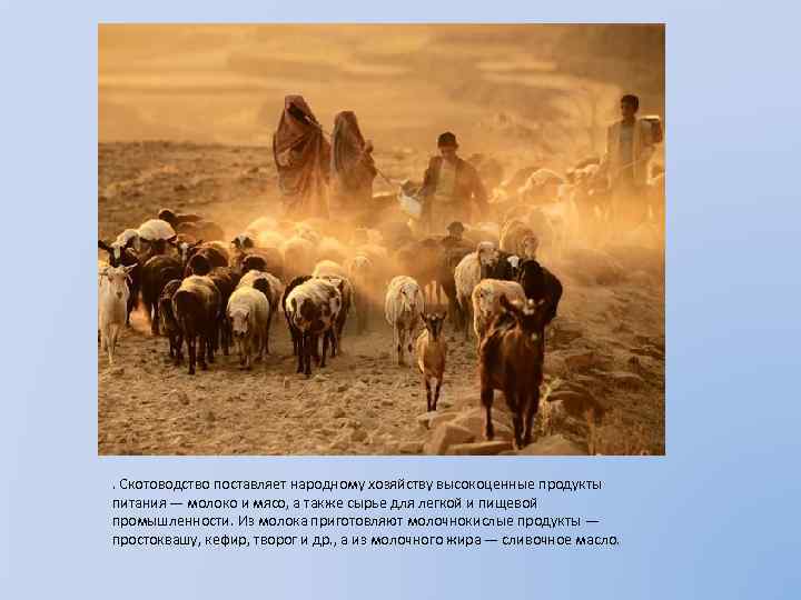 . Скотоводство поставляет народному хозяйству высокоценные продукты питания — молоко и мясо, а также