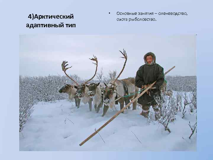 4)Арктический адаптивный тип • Основные занятия – оленеводство, охота рыболовство. 
