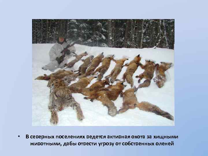  • В северных поселениях ведется активная охота за хищными животными, дабы отвести угрозу