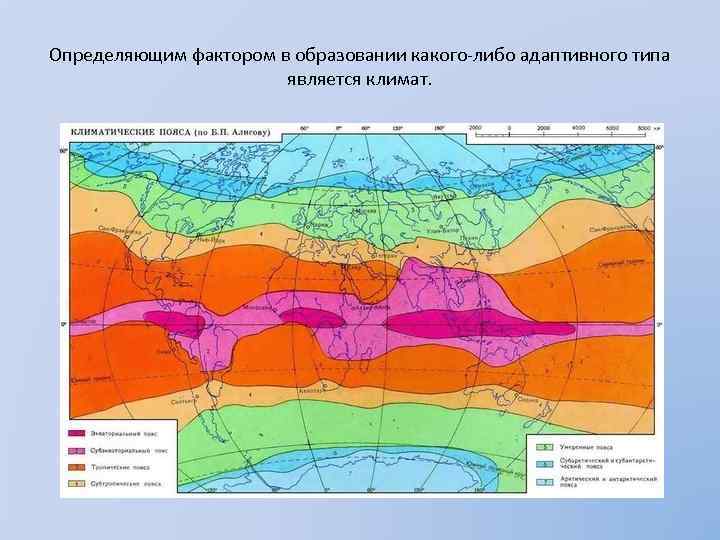 Определяющим фактором в образовании какого-либо адаптивного типа является климат. 