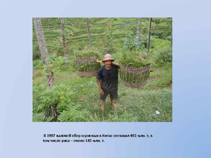 В 1997 валовой сбор зерновых в Китае составил 492 млн. т, в том числе