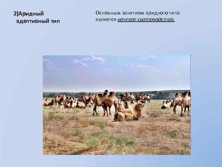 2)Аридный адаптивный тип Основным занятием аридного типа является кочевое скотоводство. 