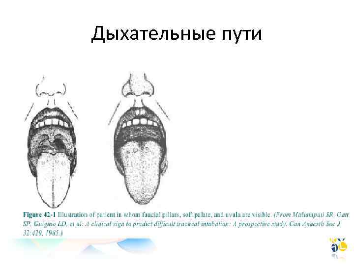 Дыхательные пути 