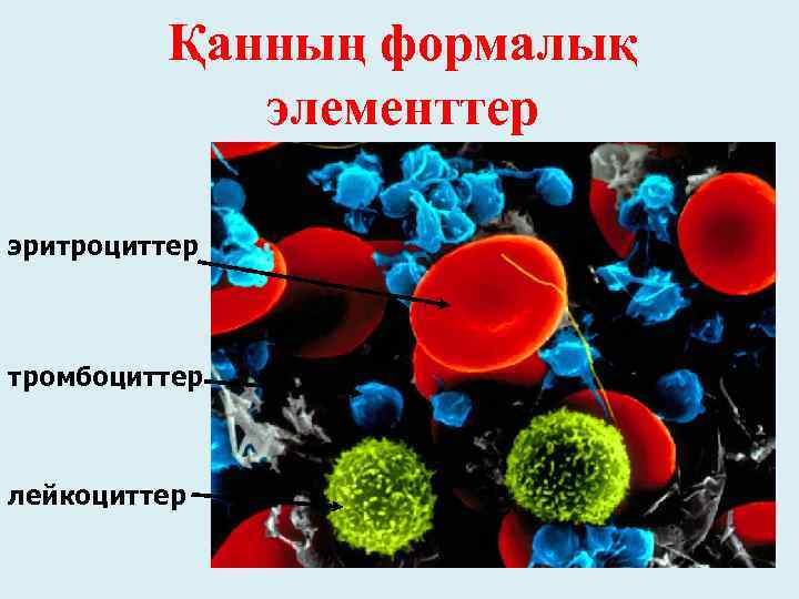 Қанның формалық элементтер эритроциттер тромбоциттер лейкоциттер 