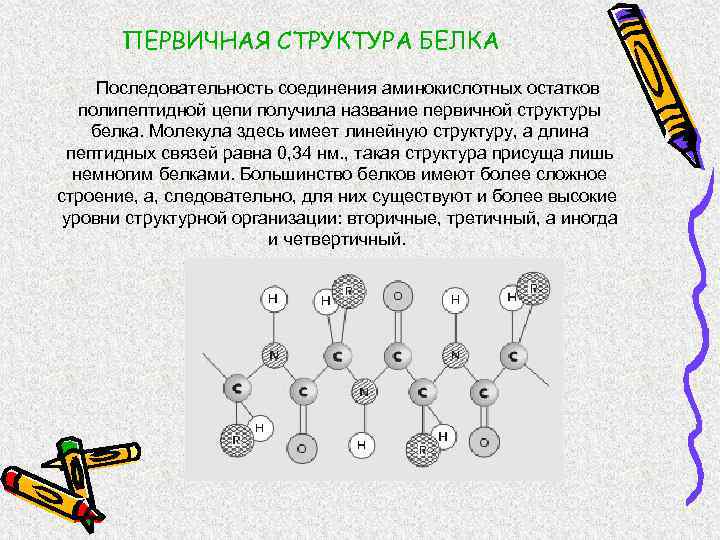 ПЕРВИЧНАЯ СТРУКТУРА БЕЛКА Последовательность соединения аминокислотных остатков полипептидной цепи получила название первичной структуры белка.